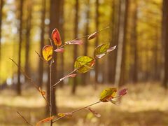 -塞罕坝国家级自然保护区