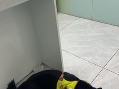 -达爱动物医院·犬猫分区·CT·复杂眼科(远洋山水分院)