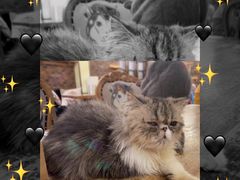 -more than meow吴止猫主题餐厅(承德 中船汇店)