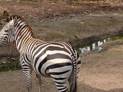 -清迈夜间动物园