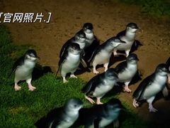 -企鹅岛