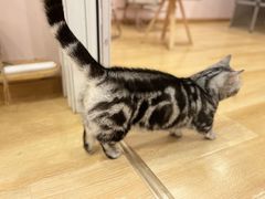 -猫咪派对(江南西店)