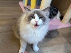 -MOCHA明星猫咖(田子坊店)