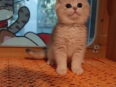 -欣宠猫屋·矮脚拿破仑·蓝金金渐层