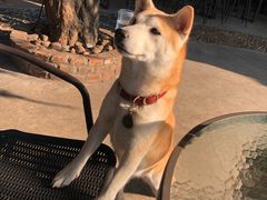 -柴犬高等学院·狗咖·柴犬售卖·宠物训练