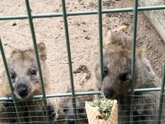 -费瑟代尔野生动物园