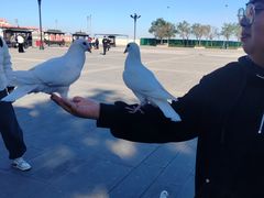 -天津妈祖文化园