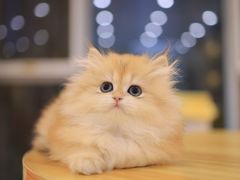 -柚子猫舍·精品猫舍购猫·猫咪认养·购宠·宠物店