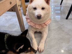 -柴犬小屋·柴餐厅·狗咖食堂(金鼎广场店)