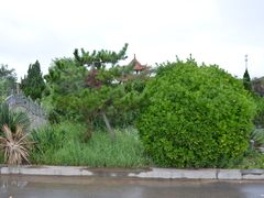 -日照海滨国家森林公园