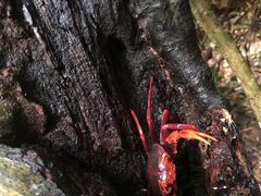 -亚龙湾热带天堂森林公园
