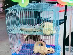 -中环花鸟鱼虫市场
