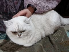 -喵屿·大理花园猫咖