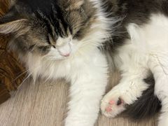 -柴迷FANS CLUB·柴犬狗咖·猫咖