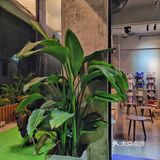 东莞探店|一家双藏在喜喜舍的咖啡店