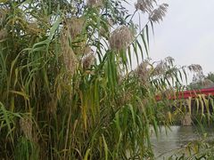 -青枫公园