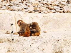 -石家庄市动物园