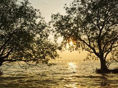 -宝安西湾红树林湿地公园