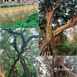 150座欧洲城堡组成的沙面岛，走到哪拍到哪