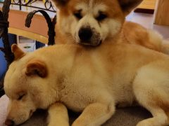 -喜柴咖啡·柴犬狗咖
