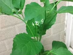 -丹东天桥沟景区