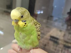 -怪兽屋·羊驼·猫咖·狗咖(俊华广场店)