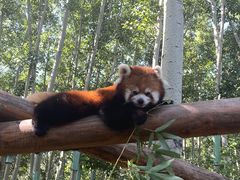 -北京野生动物园