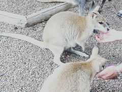 -费瑟代尔野生动物园