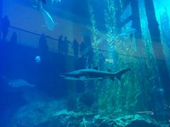 -迪拜水族馆及水下动物园