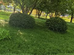 -大关公园