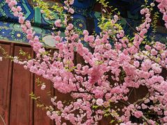 -大觉寺-停车场