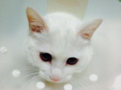 猫咪照片-纳吉亚猫专科动物医院博雅分院
