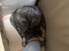 -伟伟宠物医院·瑞派猫友好医院·猫科(光谷店)