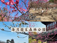 -顾村公园
