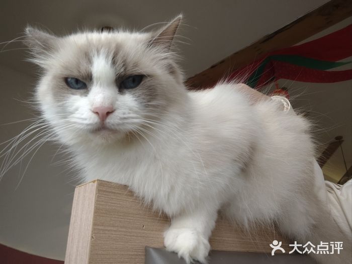 喵园·猫主题咖啡厅·撸猫·猫咖(国贸店)图片