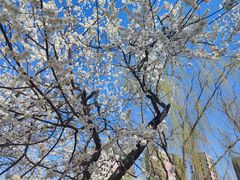 -桃花堤公园