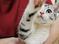 -lincat·猫舍(广州店)