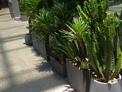 -华莱士·全鸡汉堡(沙井车站店)