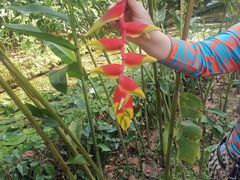 -中国科学院西双版纳热带植物园
