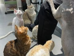 -琪喵猫屋·撸猫猫咖·猫舍