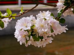 -海棠花溪(元大都城垣遗址公园)