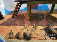 -大连森林动物园