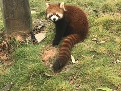 -灵玲国际马戏城