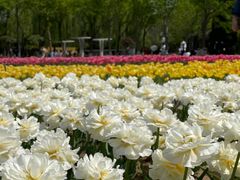 -石家庄市植物园