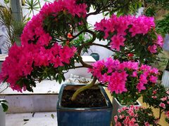 -朝来春花卉市场-东停车场