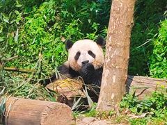 -中国大熊猫保护研究中心雅安碧峰峡基地