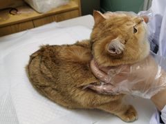 -中农大我爱我爱动物医院·核磁CT·猫病·24小时夜诊中心(石佛营店)