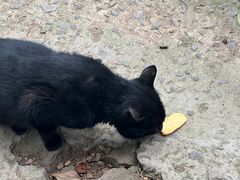 -西湖风景区十里琅珰-五云山