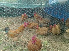 android_upload_pic-加顺农场餐厅