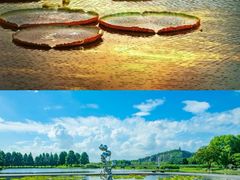 -上海滨江森林公园